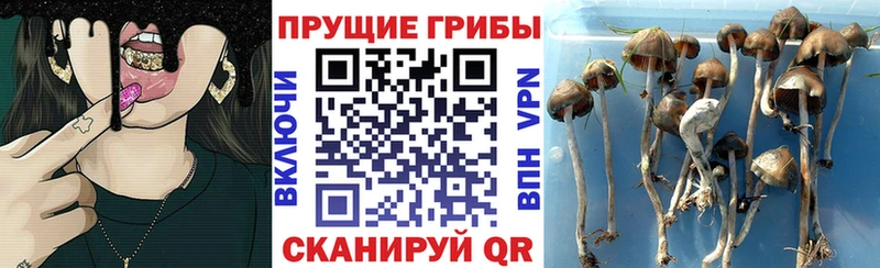 Галлюциногенные грибы MAGIC MUSHROOMS Мурманск